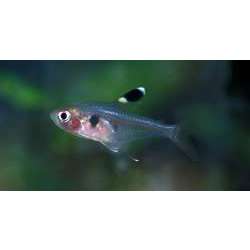 Тетра зеркальная (Hyphessobrycon griemi)