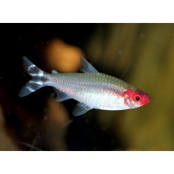 Тетра красноносая (Hemigrammus rhodostomus)