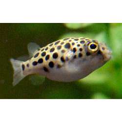 Тетраодон леопардовый. Шаротел (Tetraodon schoutedeni)