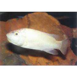 Тиляпия мозамбикская (Sarotherodon mossambicus)