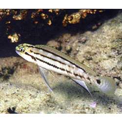 Тельматохромис бифренатус (Telmatochromis bifrenatus)