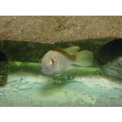 Тельматохромис канинус (Telmatochromis caninus)