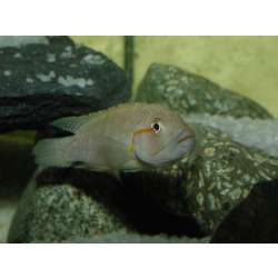 Тельматохромис канинус (Telmatochromis caninus)