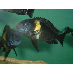 Трофеус звездчатый (Tropheus duboisi)