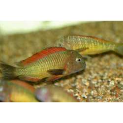 Трофеус Мура (Tropheus moorii)