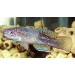 Фазан золотой (Roloffia occidentalis)