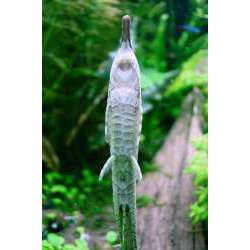 Фарловелла акус (Farlowella acus)