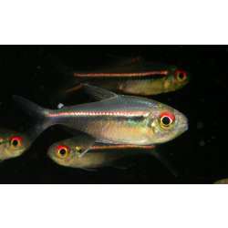 Хифессобрикон гетерорабдус (Hyphessobrycon heterorhabdus )