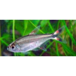 Хемиграммус маргинатус (Hemigrammus marginatus)