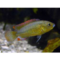 Хаплохромис филандер (Pseudocrenilabrus dispersus)