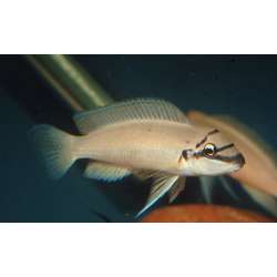 Халинохромис Бришара (Chalinochromis brichardi)