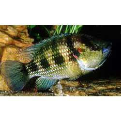 Хемихромис золотистый (Hemichromis fasciatus)