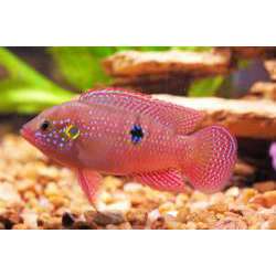 Хромис-красавец (Hemichromis bimaculatus)