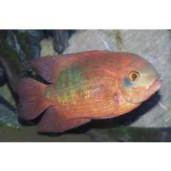 Бражник. Цихлазома винная. Цихлазома смарагдовая (Cichlasoma temporale)