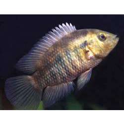 Цихлазома фацетум (Cichlasoma facetum)