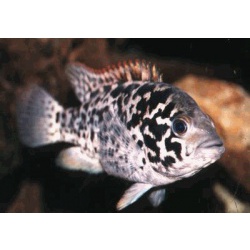 Цихлазома тетракантум (Cichlasoma tetracanthum)
