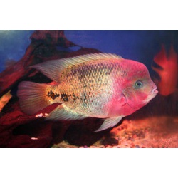 Цихлазома радужная (Cichlasoma synspilum)