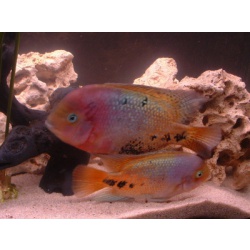 Цихлазома радужная (Cichlasoma synspilum)