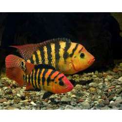 Цихлазома оранжевая (Cichlasoma festae)