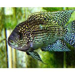 Цихлазома октофасциатум (Cichlasoma octofasciatum)