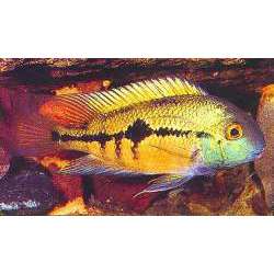 Цихлазома никарагуанская (Cichlasoma nicaraguense)