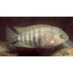 Цихлазома сизая. Цихлазома спилурум (Cichlasoma spilurum)