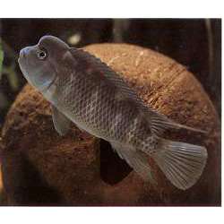 Цихлида львиноголовая (Steatocranus casuaris)