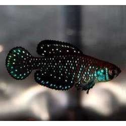 Цинолебиас звездчатый (Cynolebias nigripinnis)