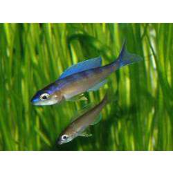 Циприхромис лептосома (Cyprichromis leptosoma)