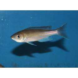 Циприхромис микролепидотус (Cyprichromis microlepidotus)