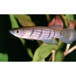 Эпиплатис Грэхема (Epiplatys grahami)