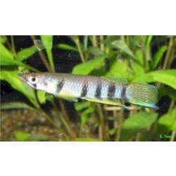 Эпиплатис Дагета (Epiplatys dageti)