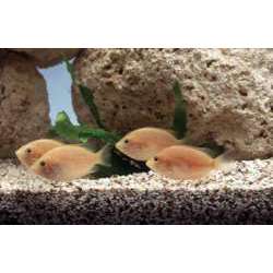 Этроплюс пятнистый (Etroplus maculatus)