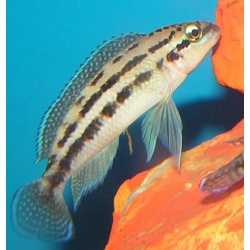 Юлидохромис Дикфельда. Юлидохромис перламутровый (Julidochromis dickfeldi)