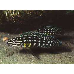 Юлидохромис Марлиера. Юлидохромис сетчатый (Julidochromis marlieri)