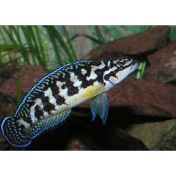 Юлидохромис масковый (Julidochromis transcriptus)