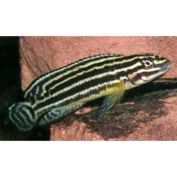 Юлидохромис Регана (Julidochromis regani)