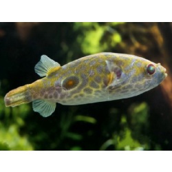 Тетраодон леиурус. Тетраодон таиландский (Tetraodon leiurus)