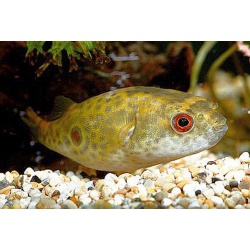 Тетраодон леиурус. Тетраодон таиландский (Tetraodon leiurus)