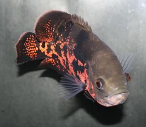 Астронотус (Astronotus ocellatus) - 