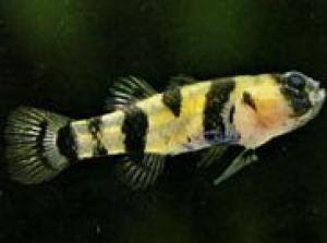 Брахигобиус (Brachygobius xanthozona) - 