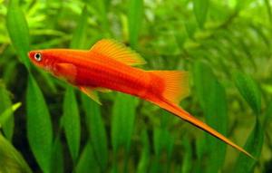 Меченосец (Xiphophorus helleri) - Красный, самец