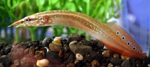 Макрогнат (Macrognathus aculeatus) - 