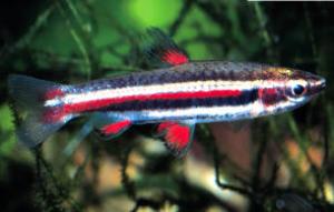 Нанностомус маргинатус. Нанностомус карликовый (Nannostomus marginatus) 