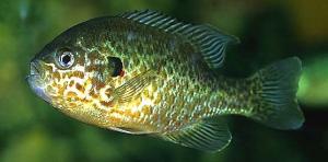 Окунь солнечный (Lepomis gibbosus) 