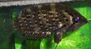 Рыба-обрубок (Polycentrus schomburgki) - 
