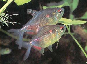 Krasno &#8211; Sawnaya Notebook: Fish Care, Photo, Video, Housing, Breeding