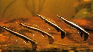 Пецилобрикон ( Nannobrycon eques) - 