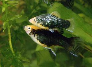 Пецилия (Xiphophorus maculatus) - 