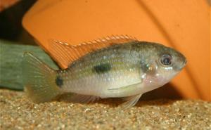 Пельматохромис Томаса (Pelmatochromis thomasi) - 